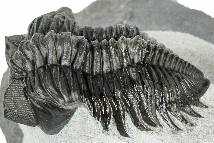 Detailed Coltraneia Trilobite Fossil - Huge Faceted Eyes #311144